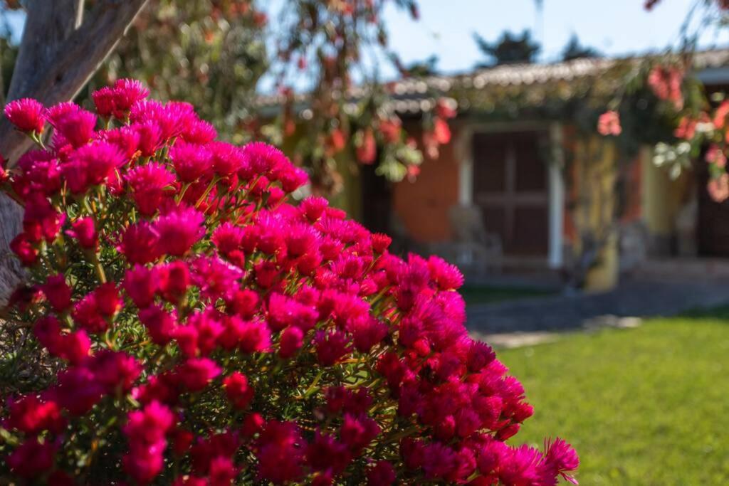 A Charming Country Cottage + Bikes And Kayaks Bosa Eksteriør bilde