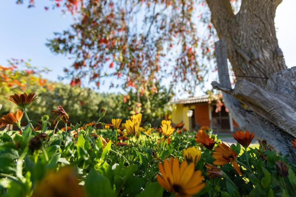 A Charming Country Cottage + Bikes And Kayaks Bosa Eksteriør bilde